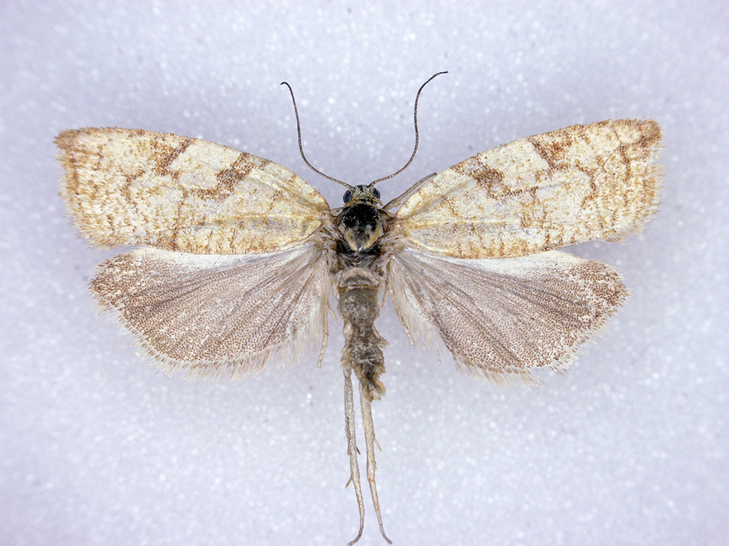 Sparganothis senecionana, California species