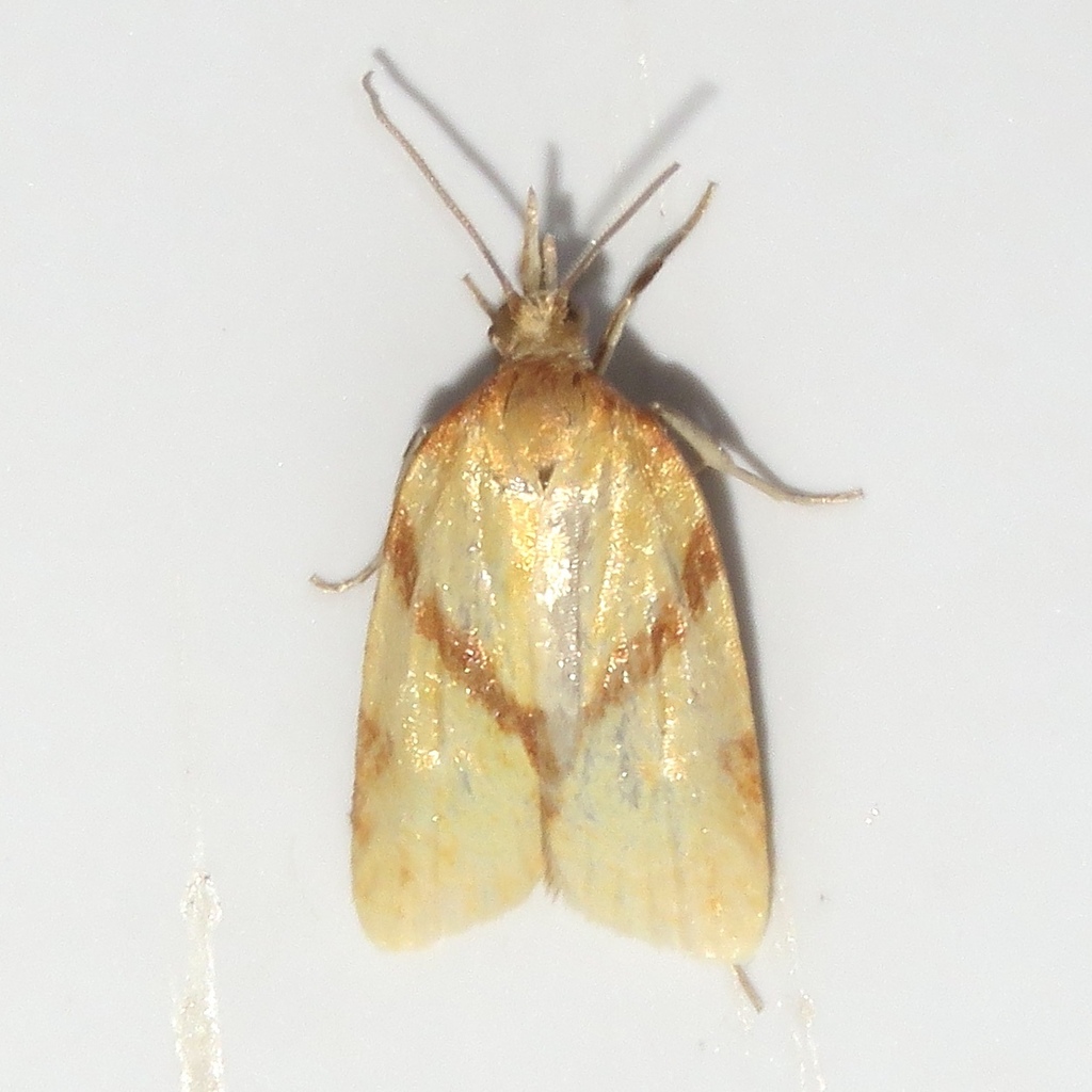 Sparganothis unifasciana (One-lined Sparganothis), California species
