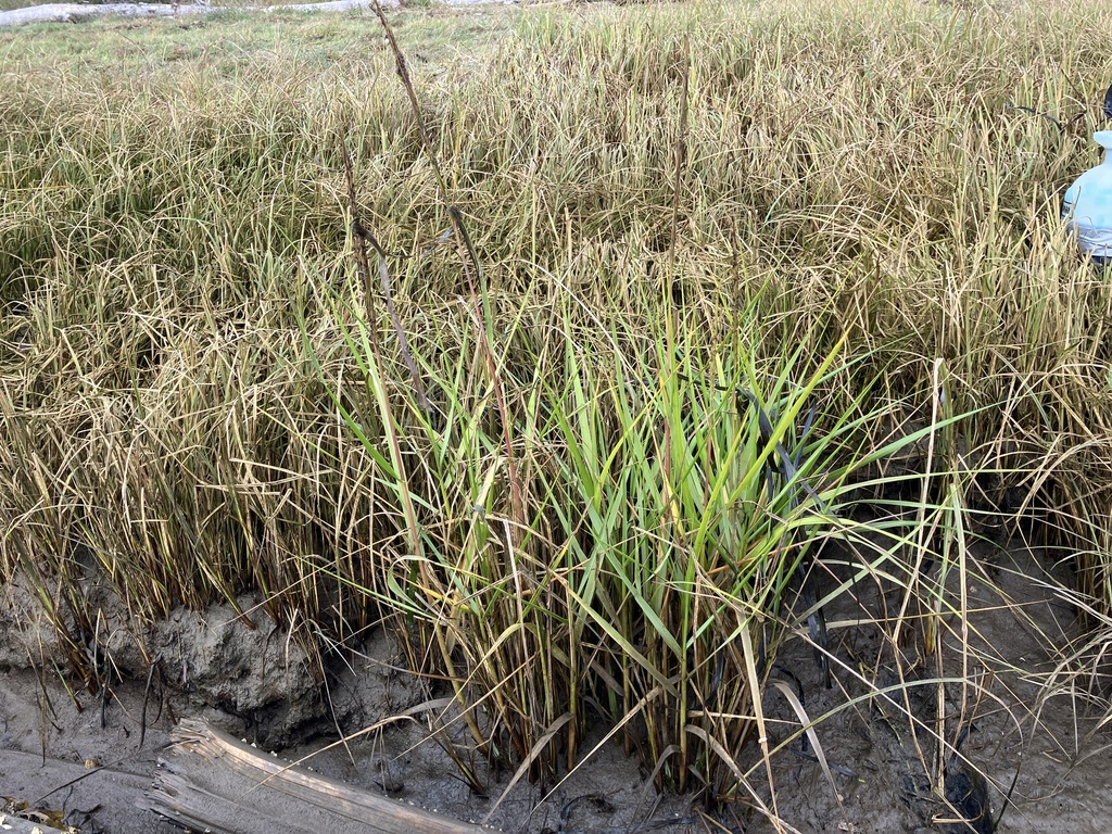 Spartina anglica (English cordgrass), California grass