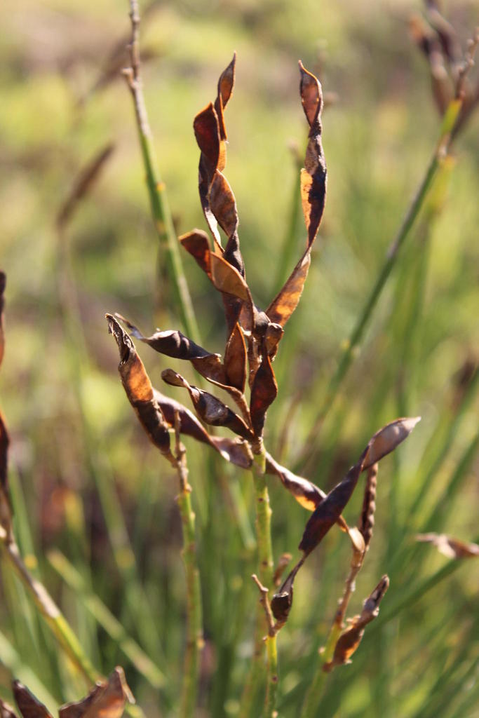 Spartium junceum (Spanish broom), non-native California shrub