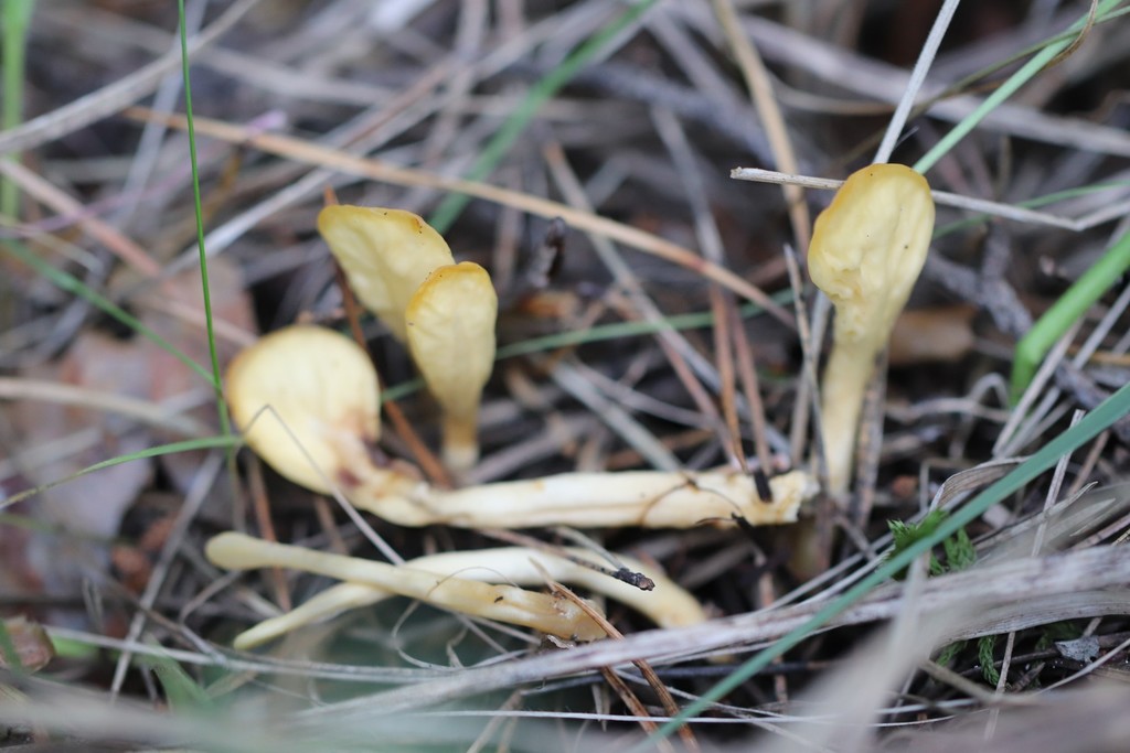 Spathularia flavida (fairy fan), California fung