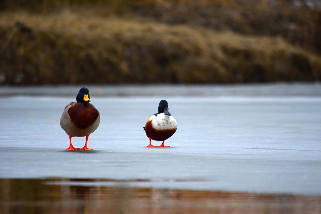 Spatula clypeata (Northern Shoveler), California species