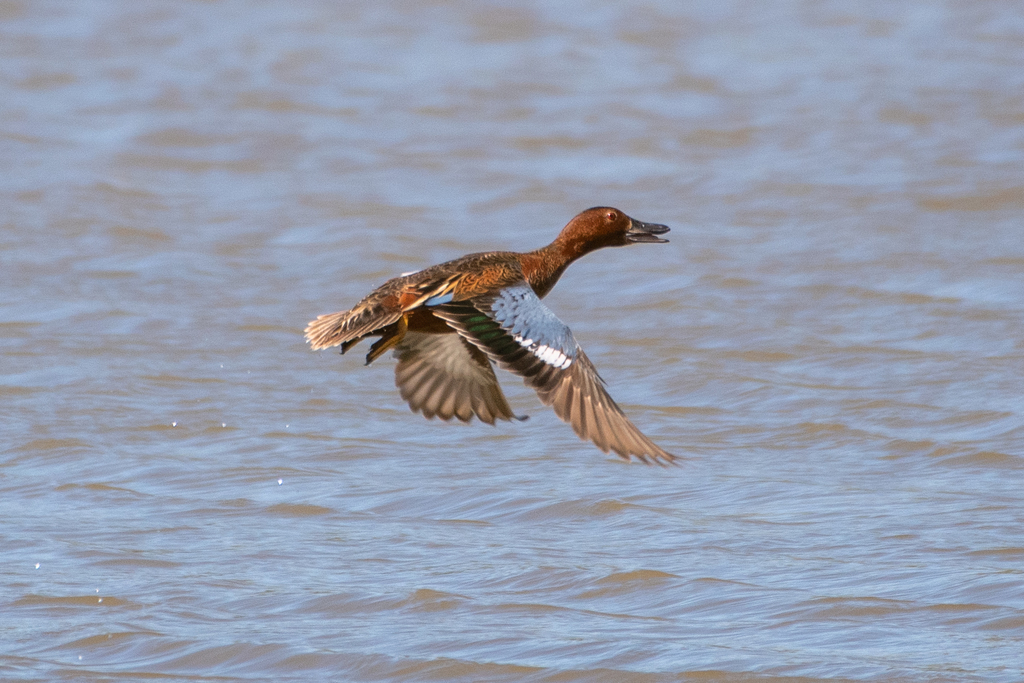 Spatula cyanoptera (Cinnamon Teal), California species
