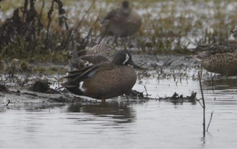 Spatula discors (Blue-winged Teal), California species