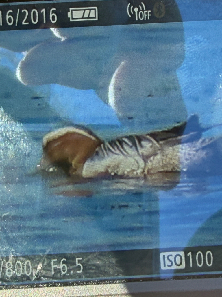 Spatula querquedula (Garganey), California species