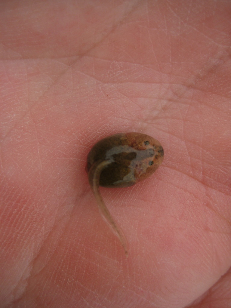 Spea hammondii (Western spadefoot), California species