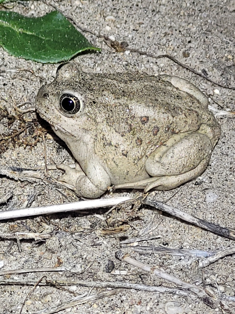 Spea intermontana (Great Basin Spadefoot), California species