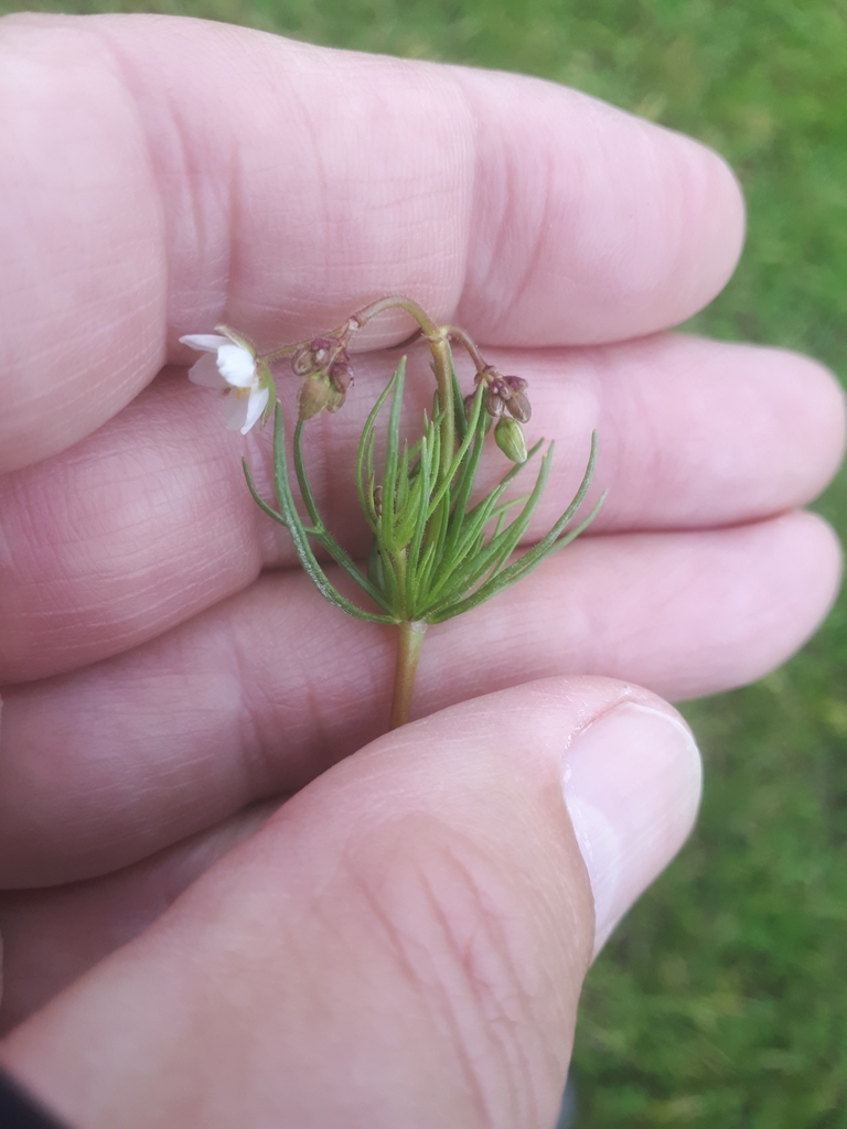 Spergula arvensis (Stickwort), non-native California herb