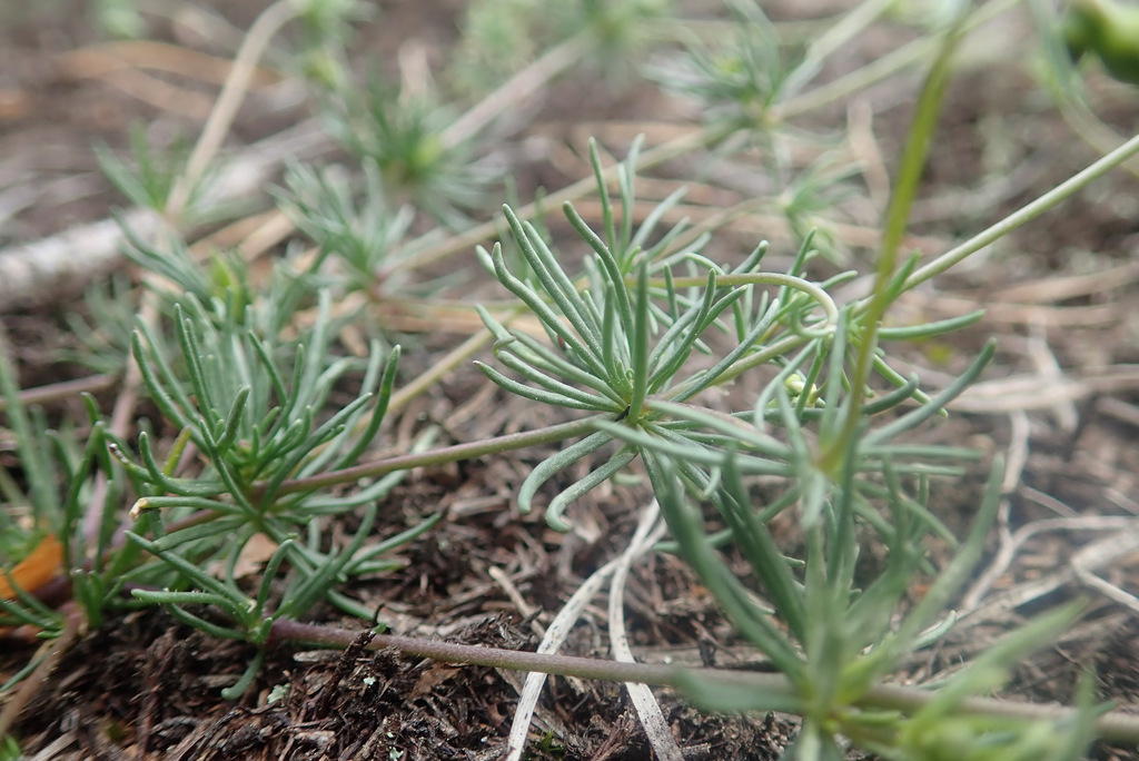Spergula sp. (Spurrey), non-native California annual