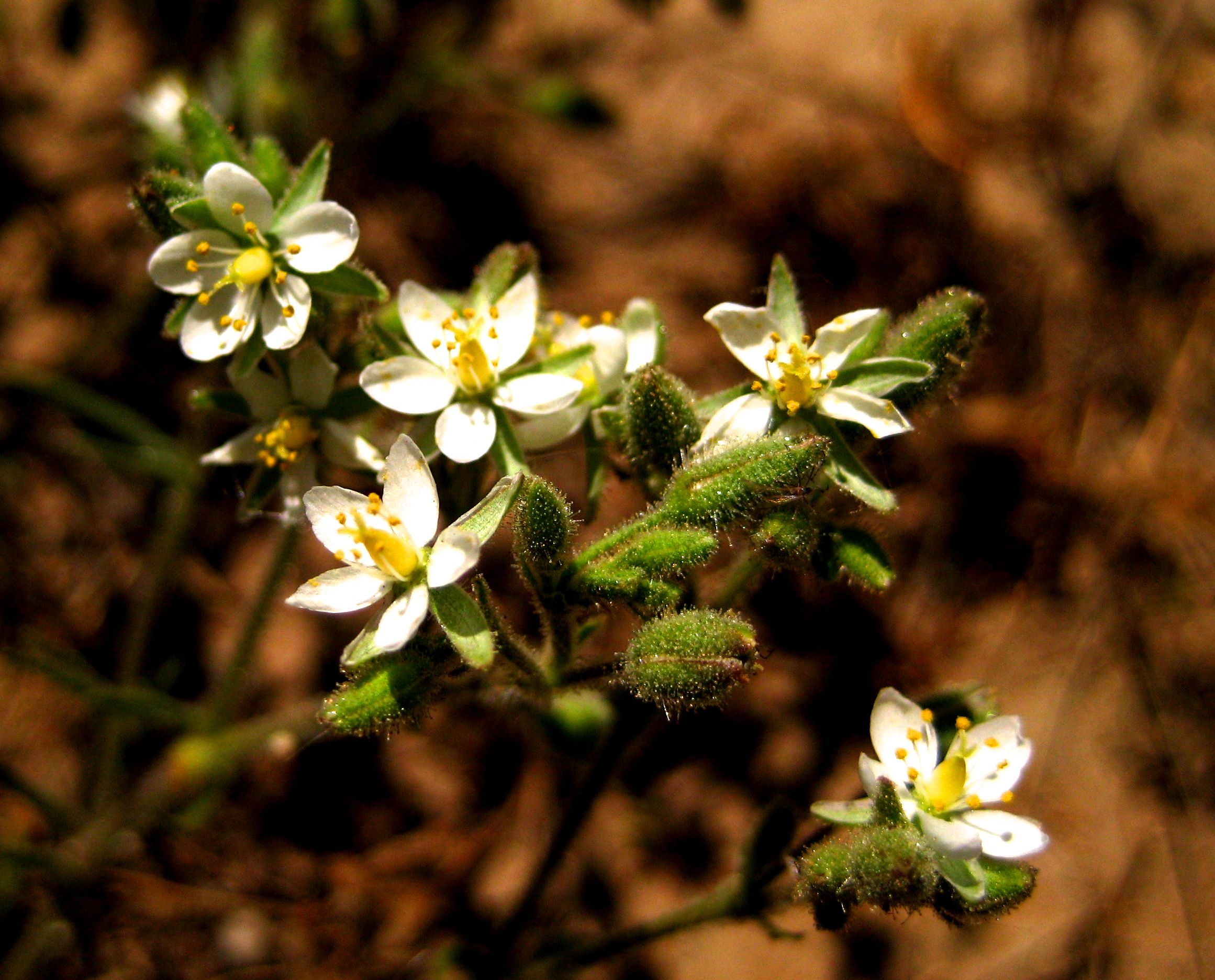 Spergularia bocconi (Boccone's sand-spurrey), non-native California herb