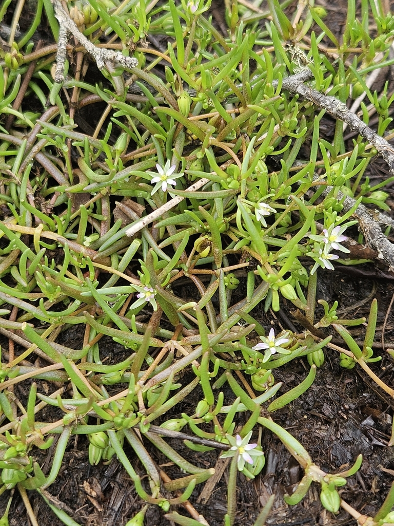 Spergularia canadensis var. occidentalis (Western sand-spurrey), native California herb