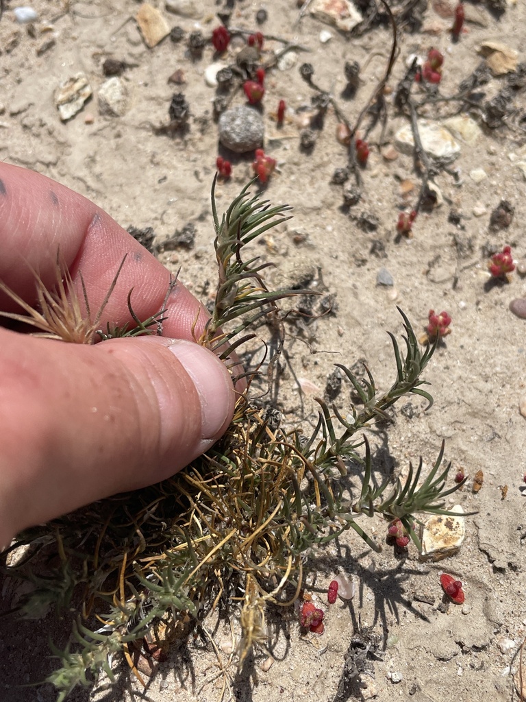 Spergularia macrotheca — parent species of Spergularia macrotheca var. longistyla