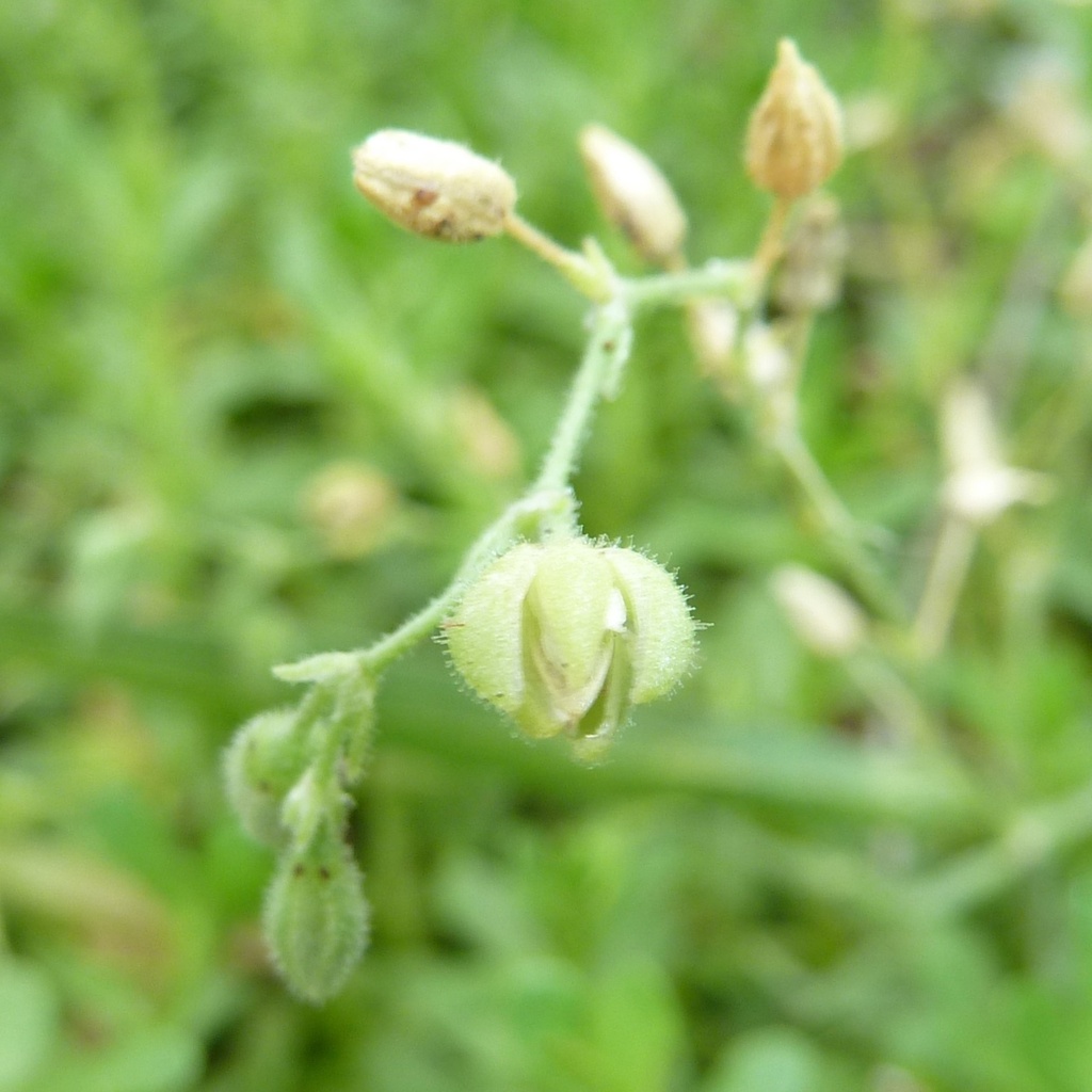 Spergularia marina (Saltmarsh sand-spurrey), native California herb