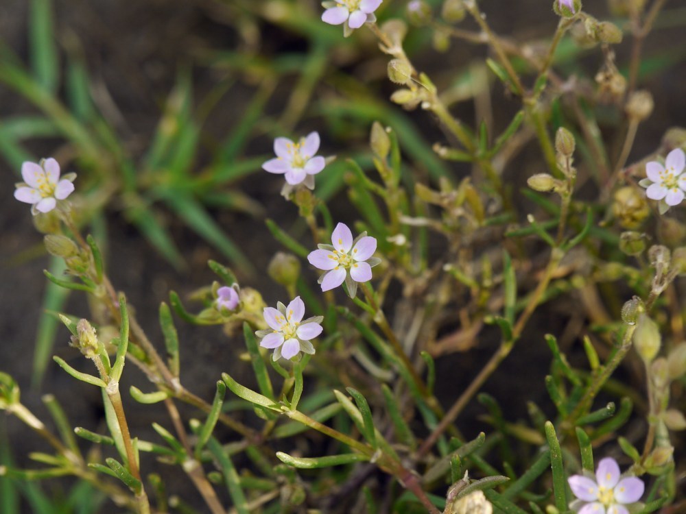 Spergularia media var. media (Greater sea-spurrey), non-native California perennial