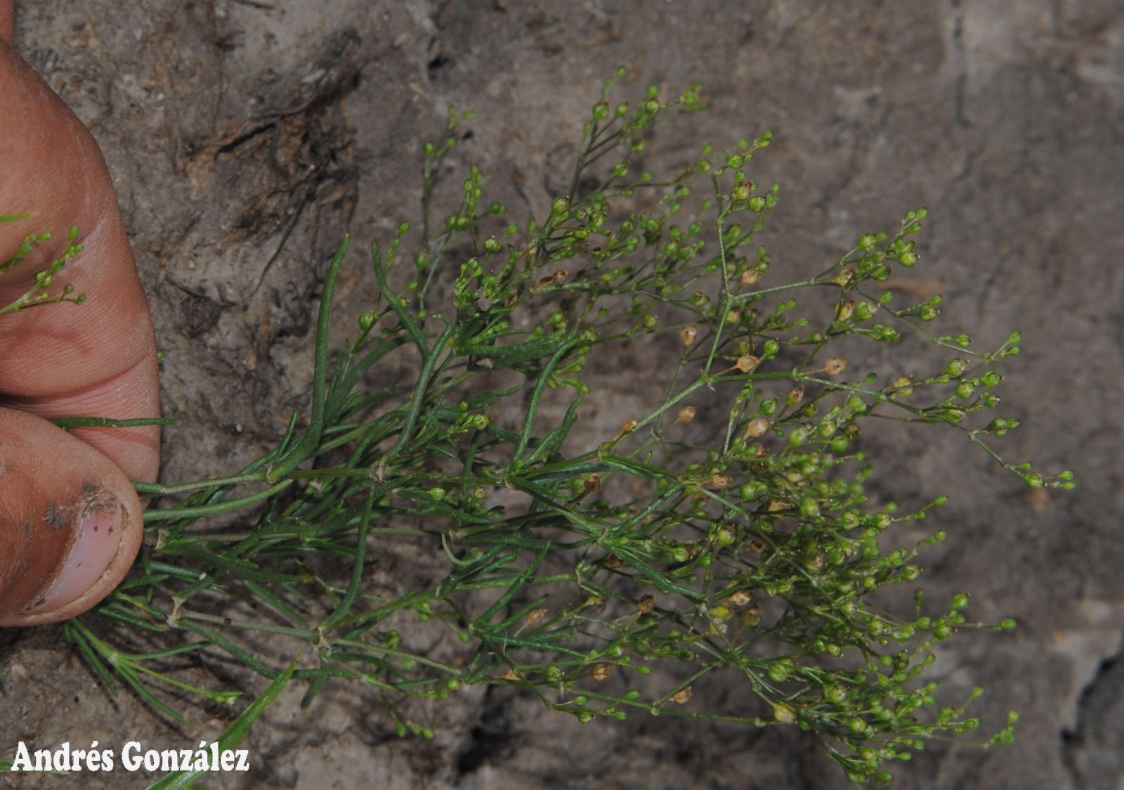 Spergularia platensis var. platensis (La plata sand-spurrey), non-native California annual