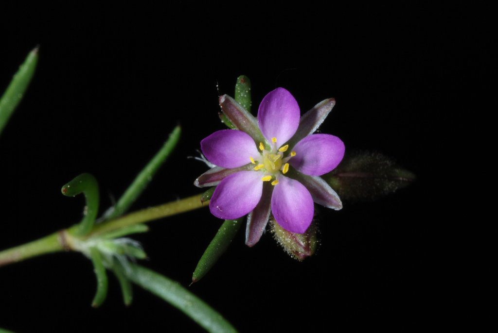 Spergularia rubra (Red sand-spurrey), non-native California herb