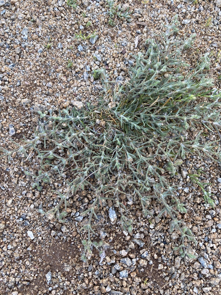 Spergularia villosa (Hairy sand-spurrey), non-native California herb