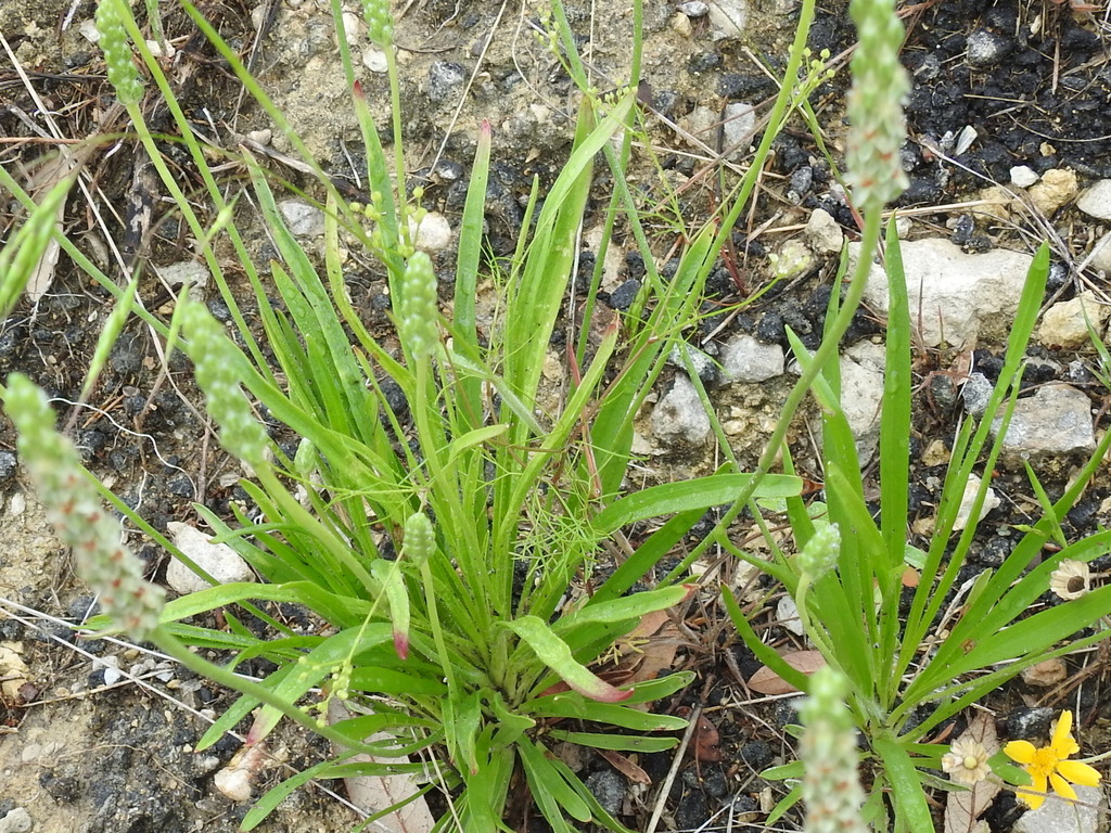 Spermolepis echinata (Bristly scaleseed), native California herb