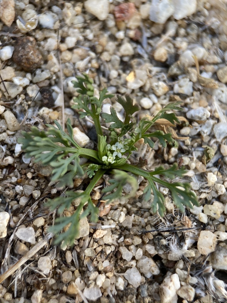 Spermolepis infernensis (Hellhole scaleseed), California species