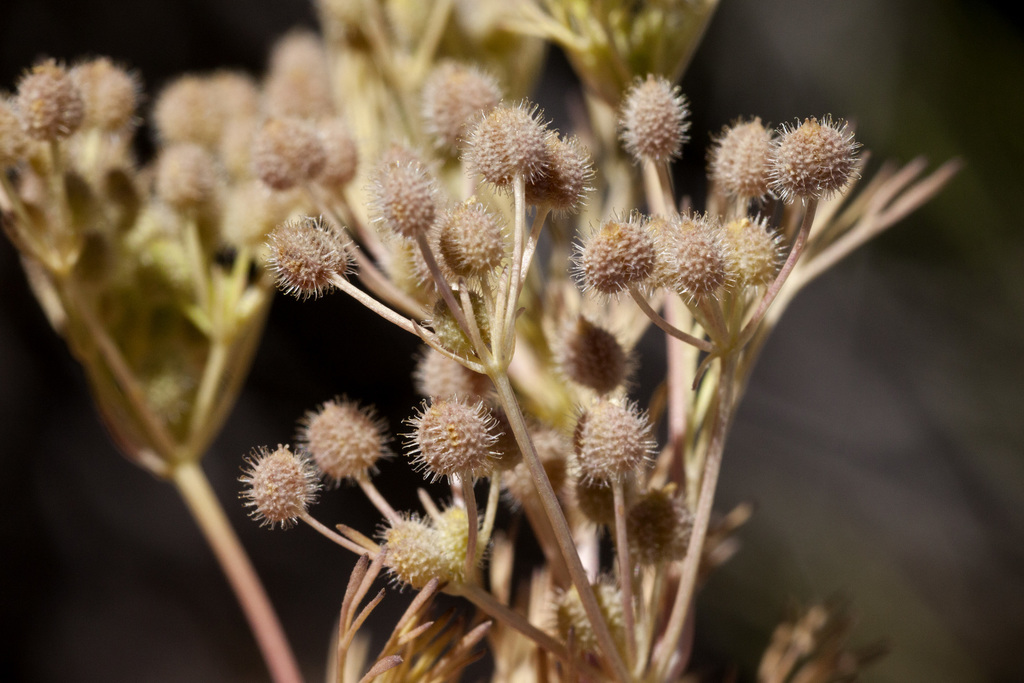 Spermolepis lateriflora (western bristly scaleseed), California species