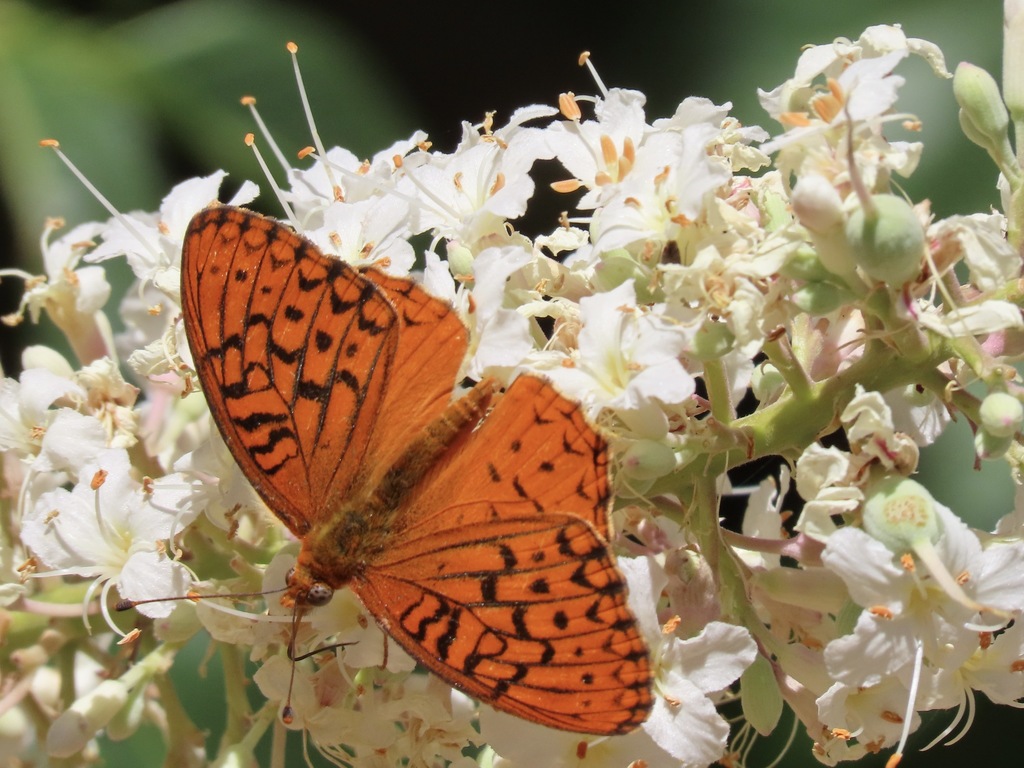 Speyeria adiaste adiaste (Unsilvered Fritillary), California species