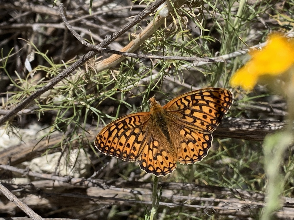 Speyeria callippe callippe (Callippe silverspot butterfly), California species