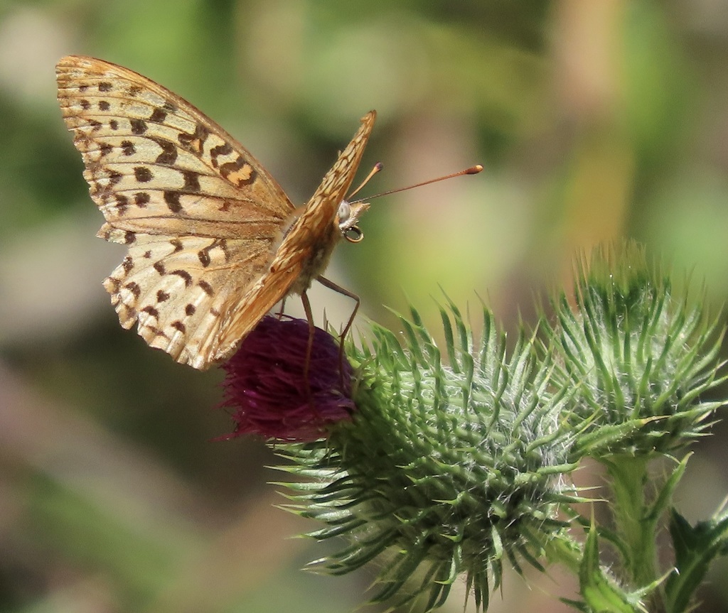 Speyeria coronis (Coronis Fritillary), California species
