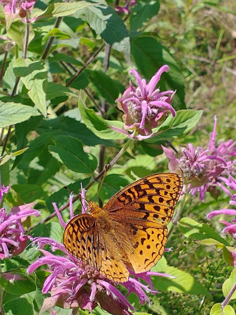 Speyeria cybele (Great Spangled Fritillary), California species