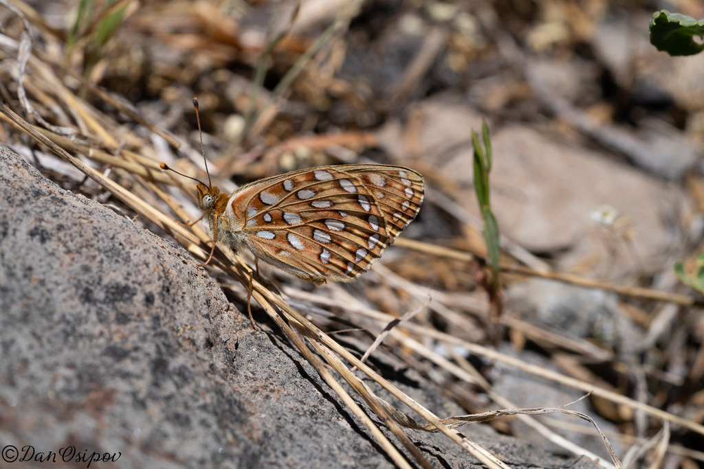 Speyeria egleis (Great Basin Fritillary), California species