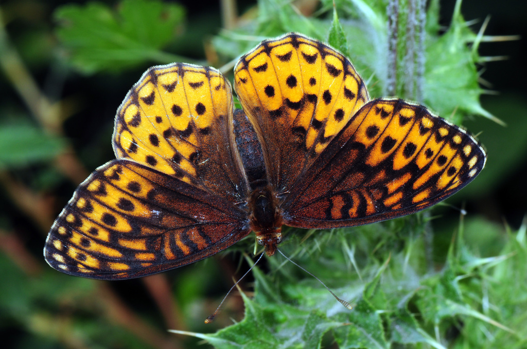 Speyeria hesperis (Northwestern Fritillary), California species