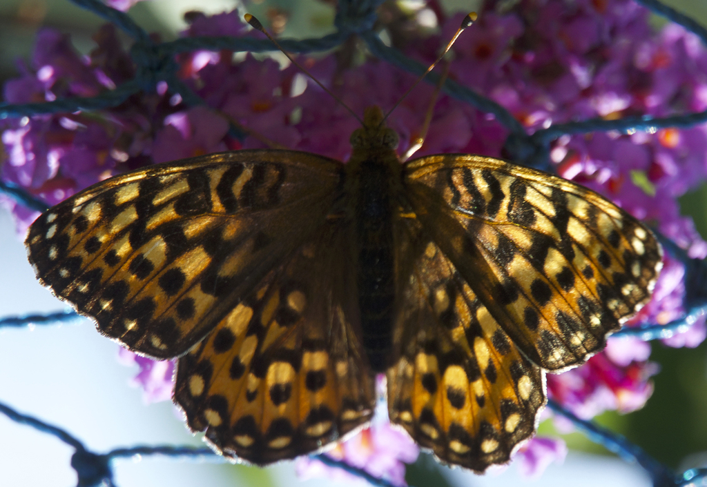 Speyeria hydaspe (Hydaspe Fritillary), California species