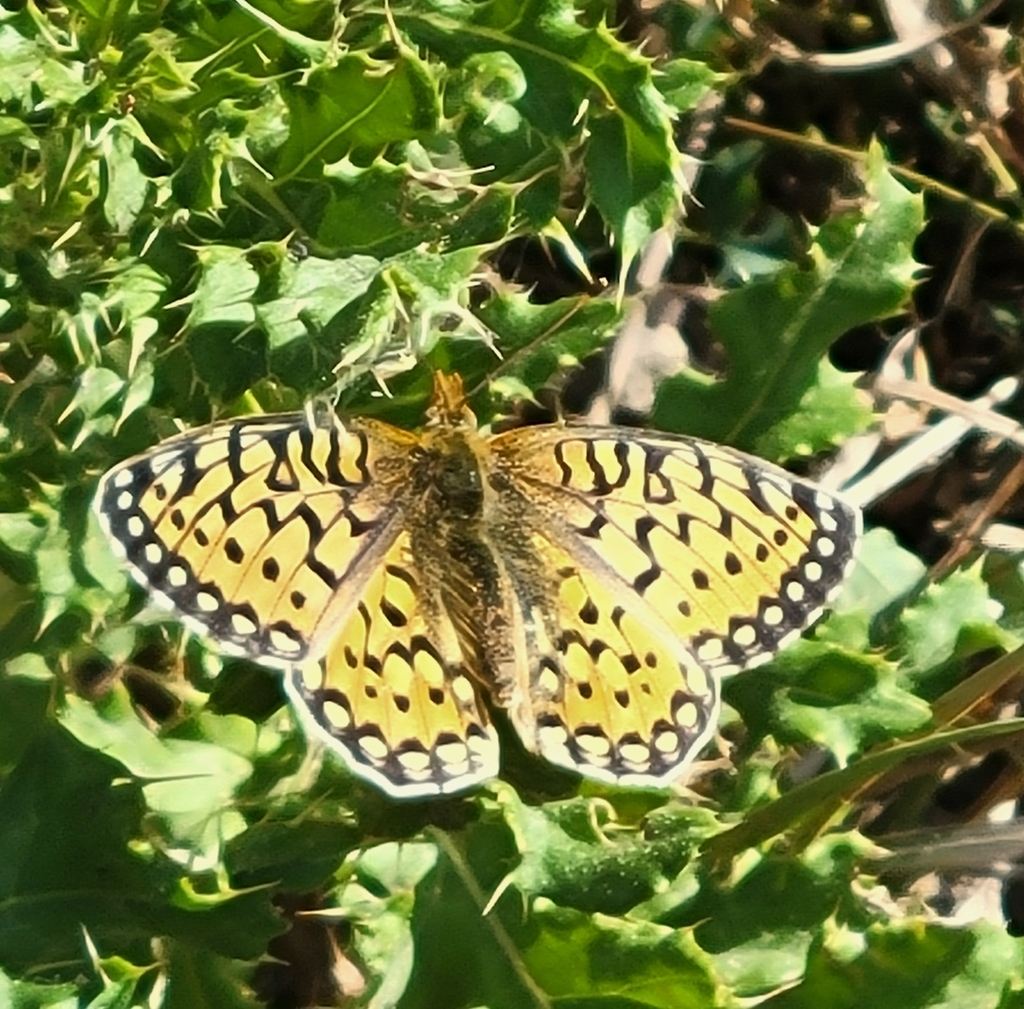 Speyeria mormonia (Mormon Fritillary), California species