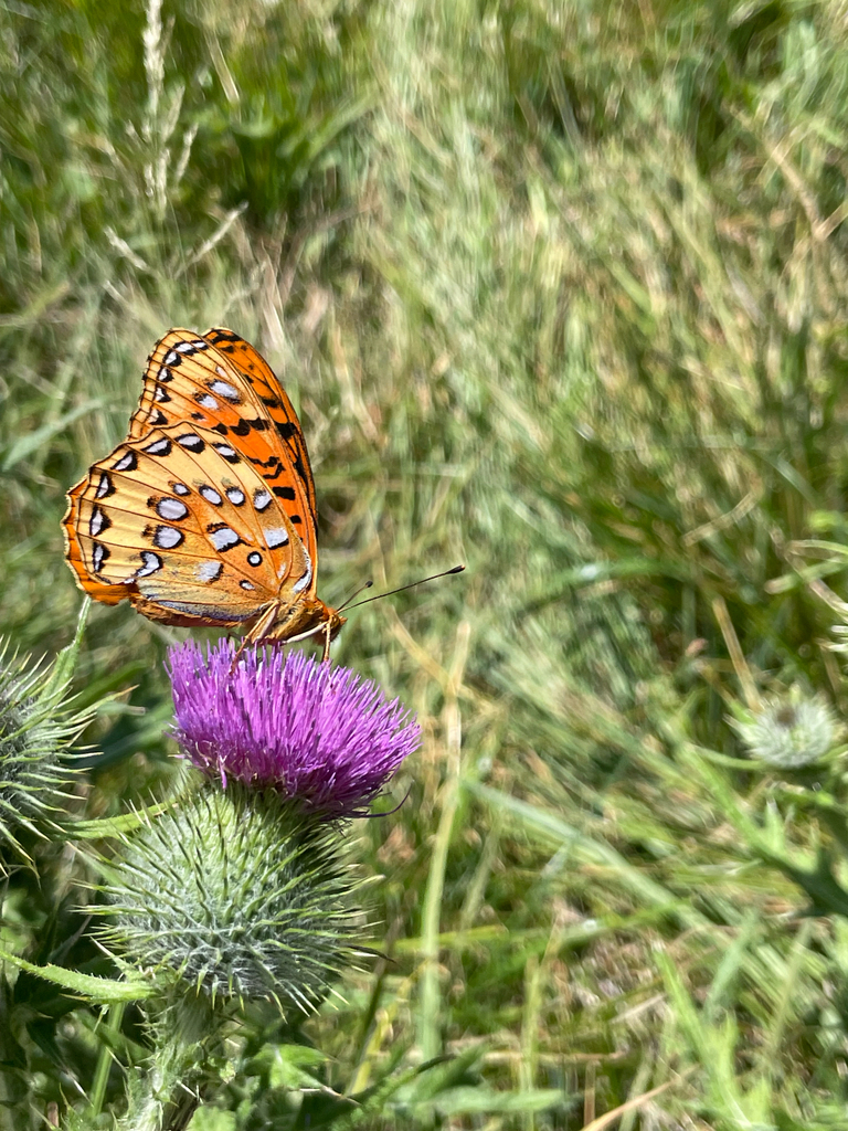Speyeria nokomis (Nokomis Fritillary), California species