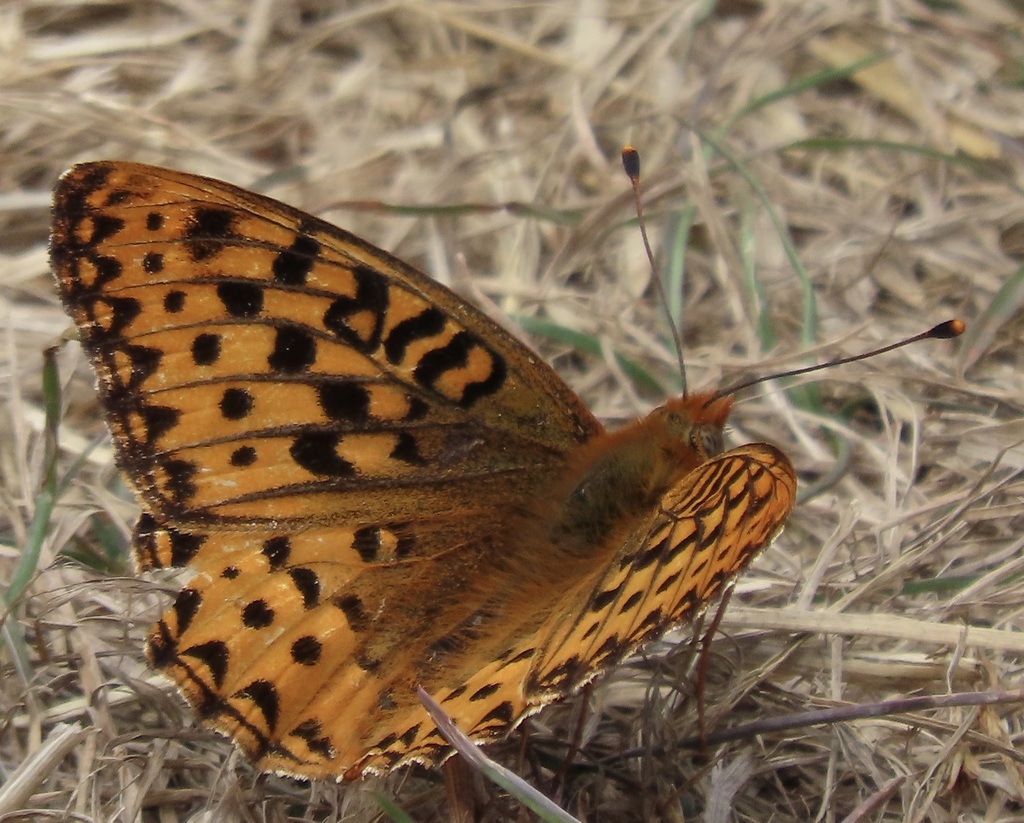 Speyeria zerene behrensii (Behren’s silverspot butterfly), California species