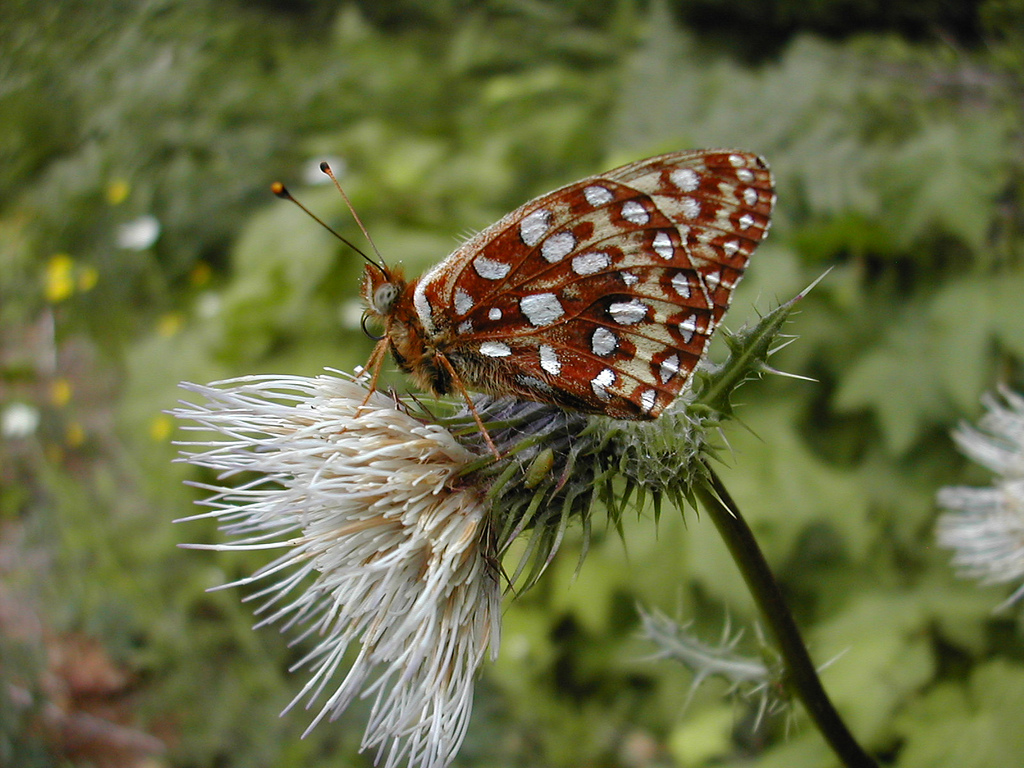 Speyeria zerene hippolyta (Oregon silverspot butterfly), California species