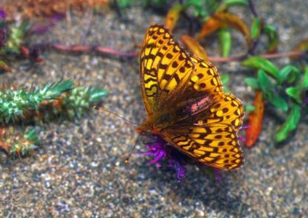Speyeria zerene myrtleae (Myrtle’s silverspot butterfly), California species
