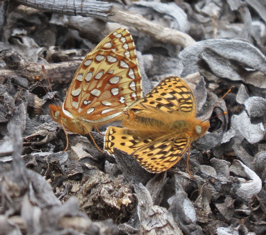 Speyeria zerene (Zerene Fritillary), California species