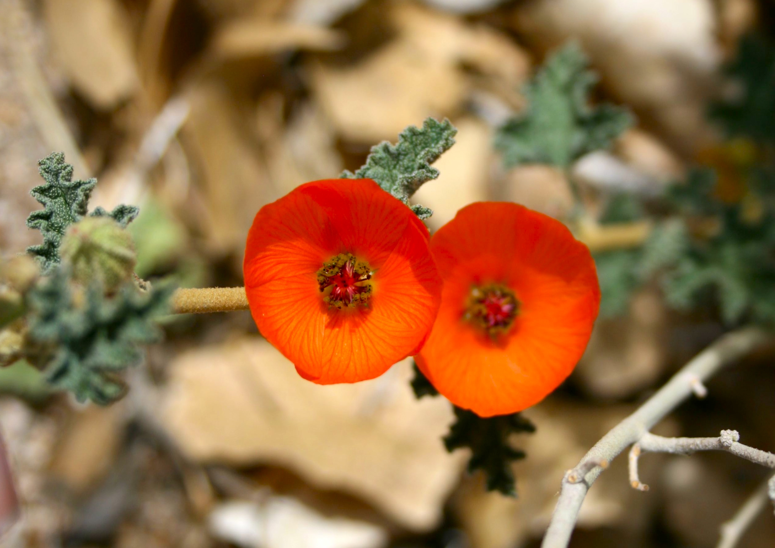 Sphaeralcea ambigua var. ambigua (Apricot mallow), native California subshrub