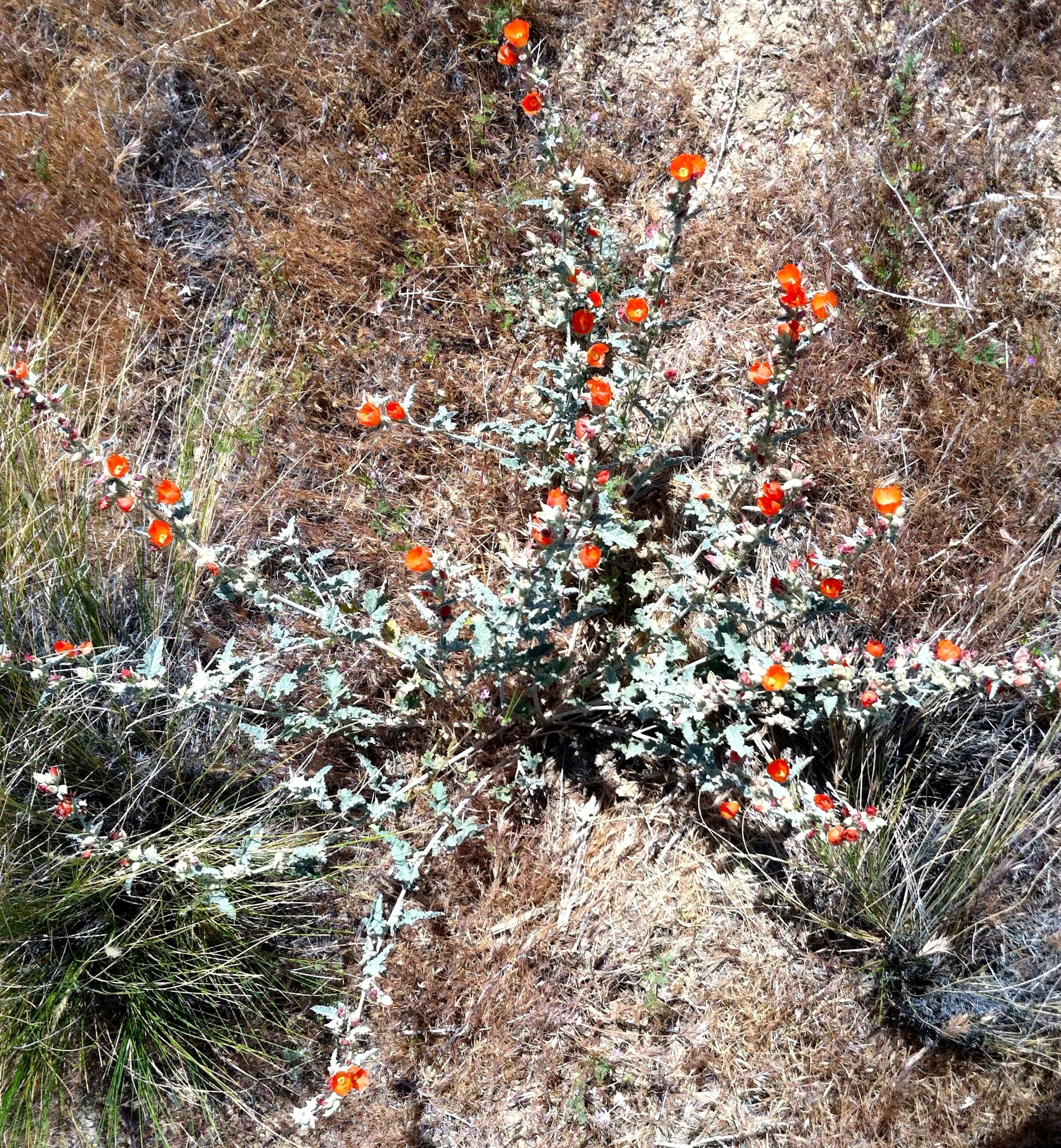 Sphaeralcea ambigua var. rosacea (Parish mallow), native California subshrub