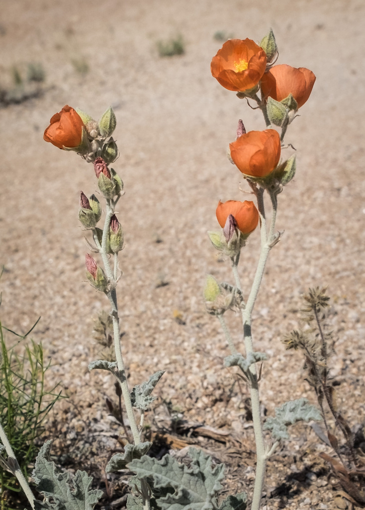 Sphaeralcea ambigua (Apricot mallow), native California subshrub