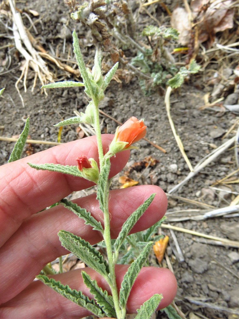 Sphaeralcea angustifolia (Narrow-leaved globemallow), native California subshrub