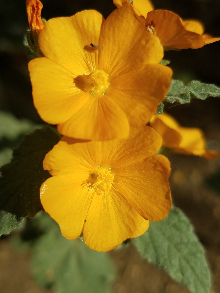 Sphaeralcea coulteri (Coulter's globemallow), native California subshrub