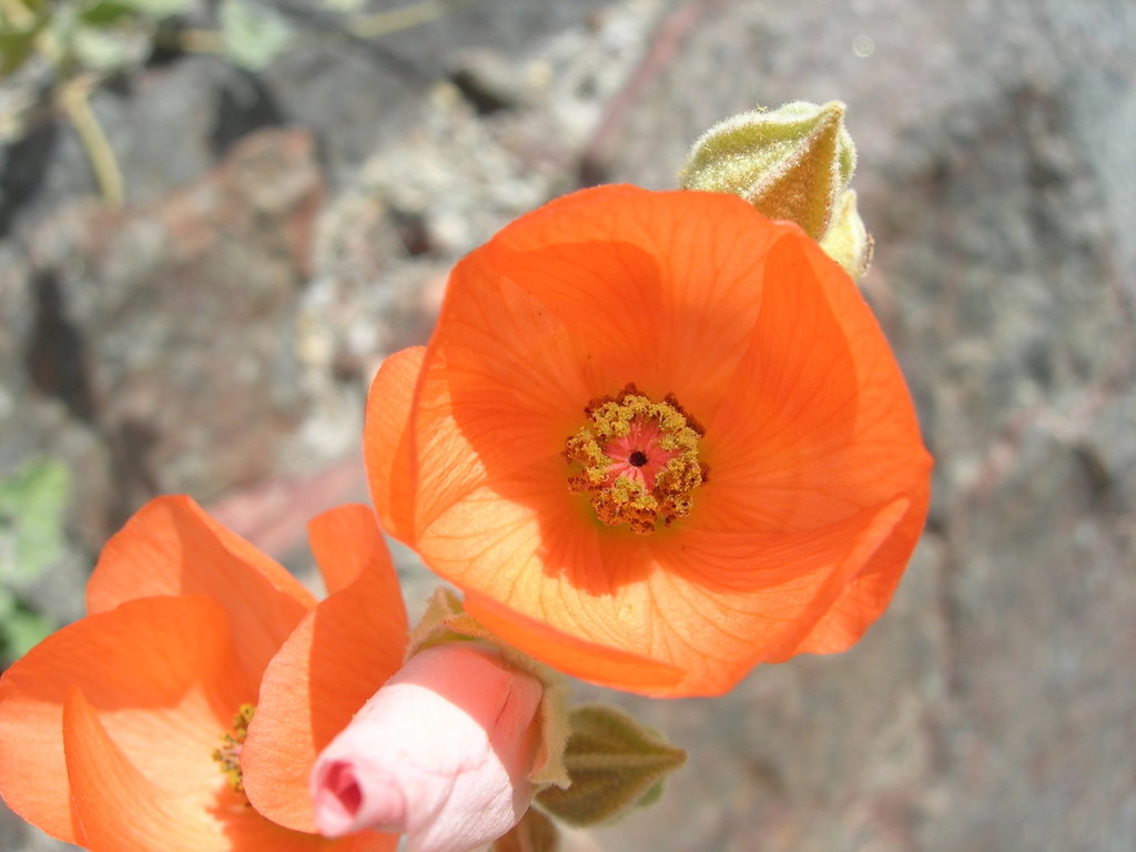 Sphaeralcea emoryi var. emoryi (Emory's globemallow), native California shrub