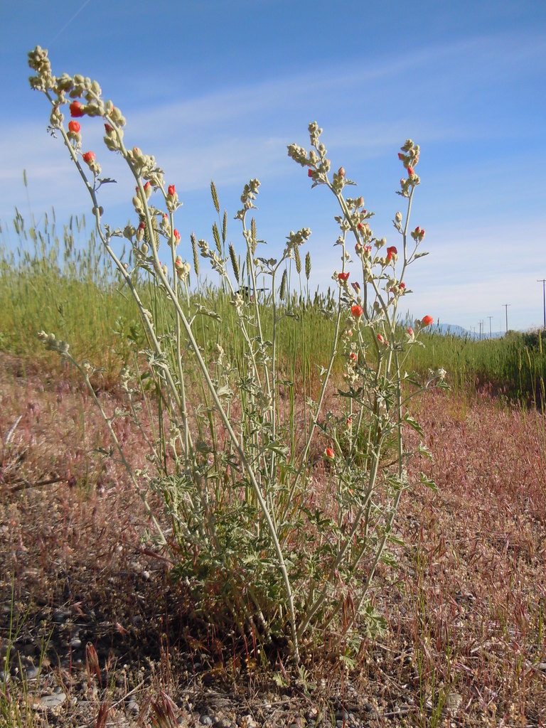 Sphaeralcea grossulariifolia (Gooseberry-leaved globemallow), native California subshrub