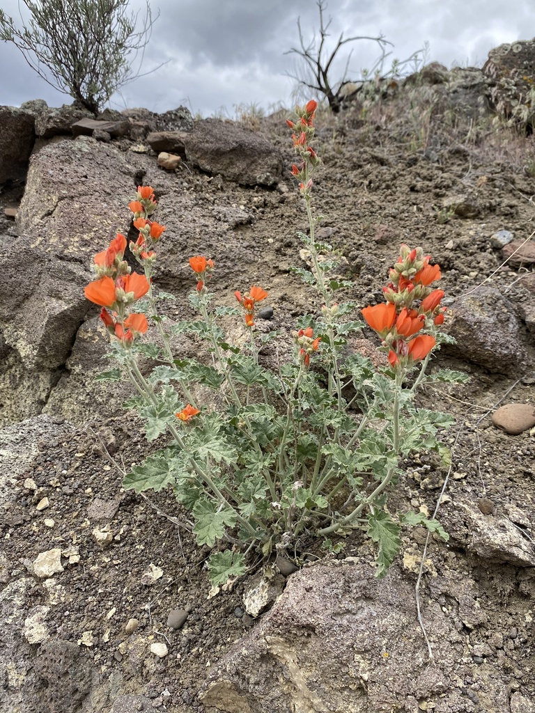 Sphaeralcea munroana (Munro's desert-mallow), native California subshrub
