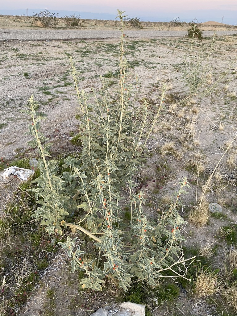 Sphaeralcea orcuttii (Carrizo mallow), native California subshrub