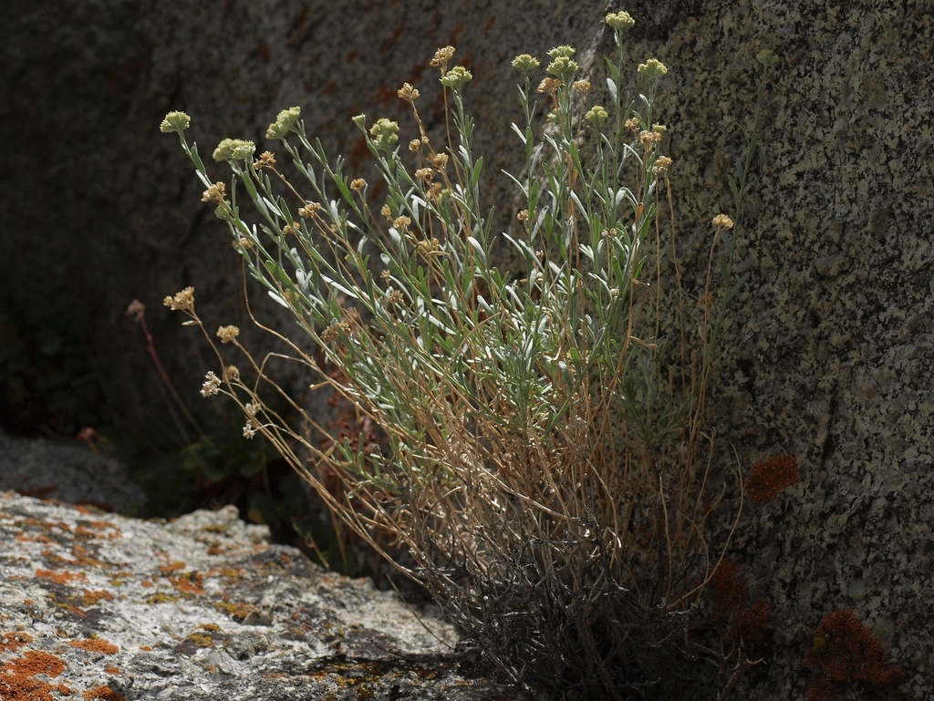 Sphaeromeria cana (Gray chickensage), native California shrub