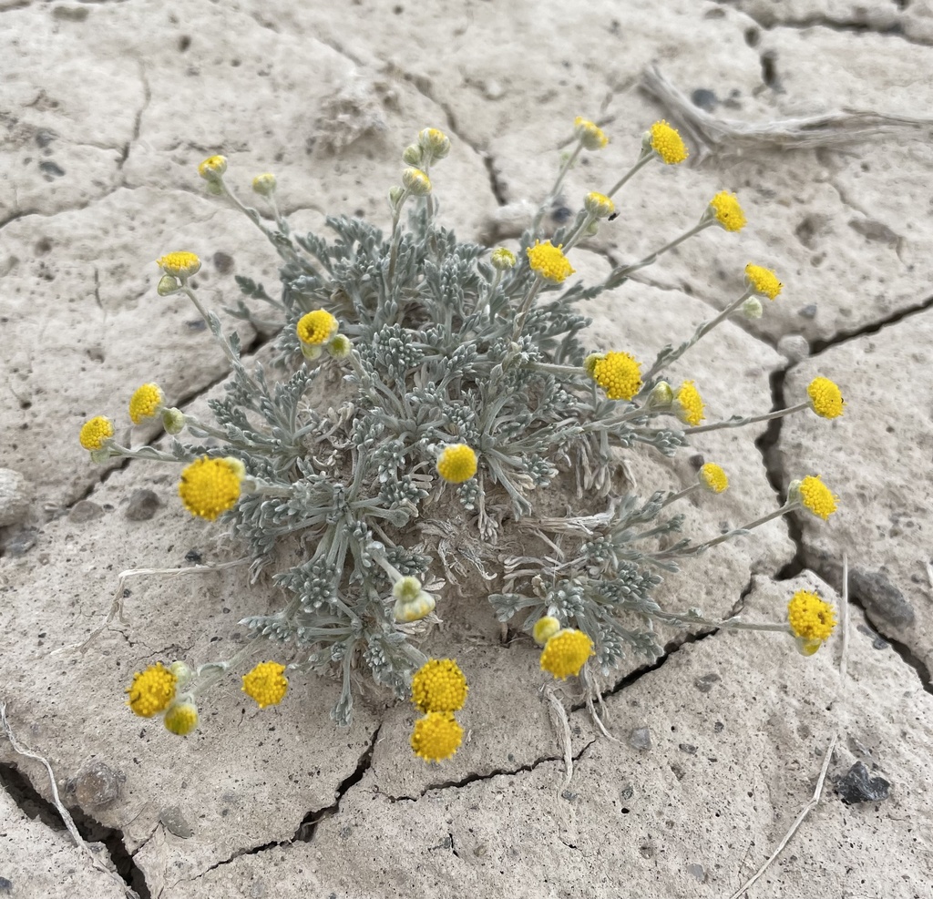 Sphaeromeria potentilloides (Fivefinger chickensage), native California perennial