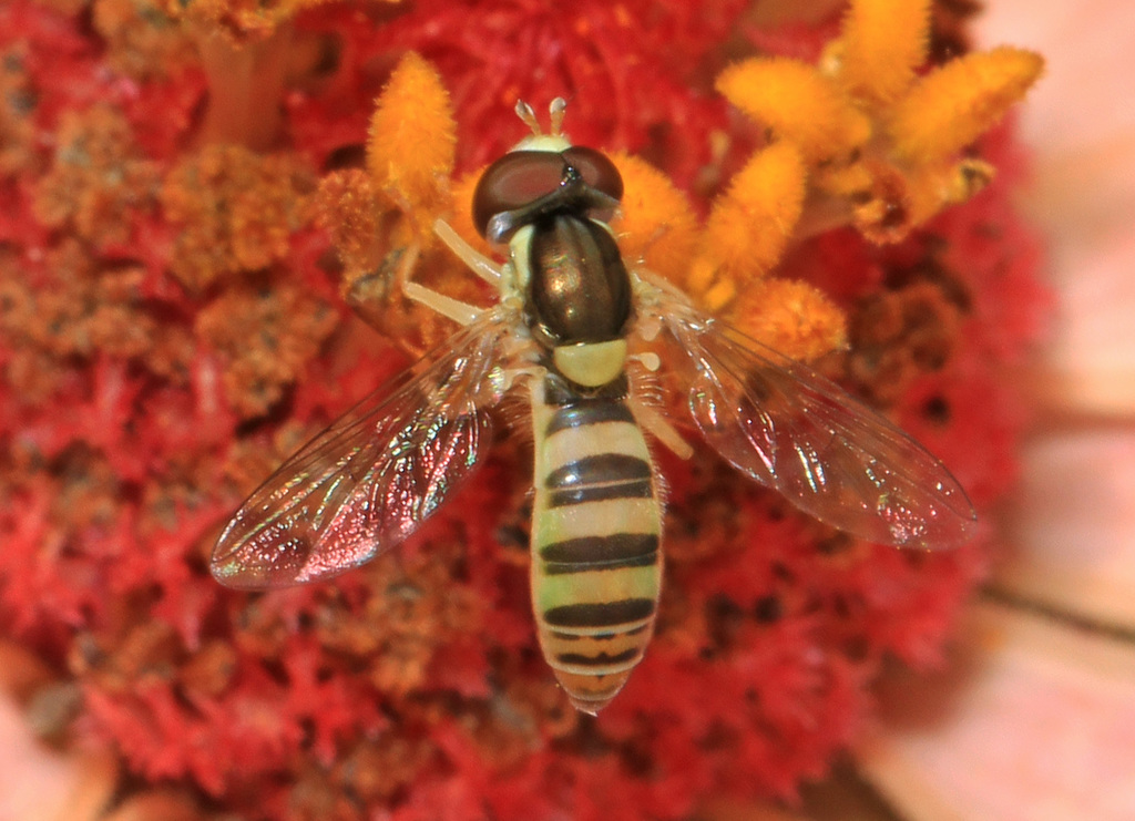 Sphaerophoria contigua (Tufted Globetail), California species