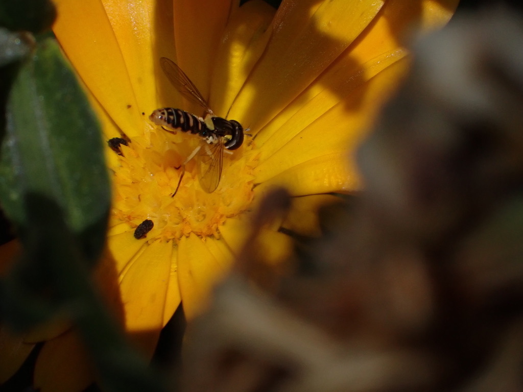 Sphaerophoria sulphuripes (Forked Globetail), California species
